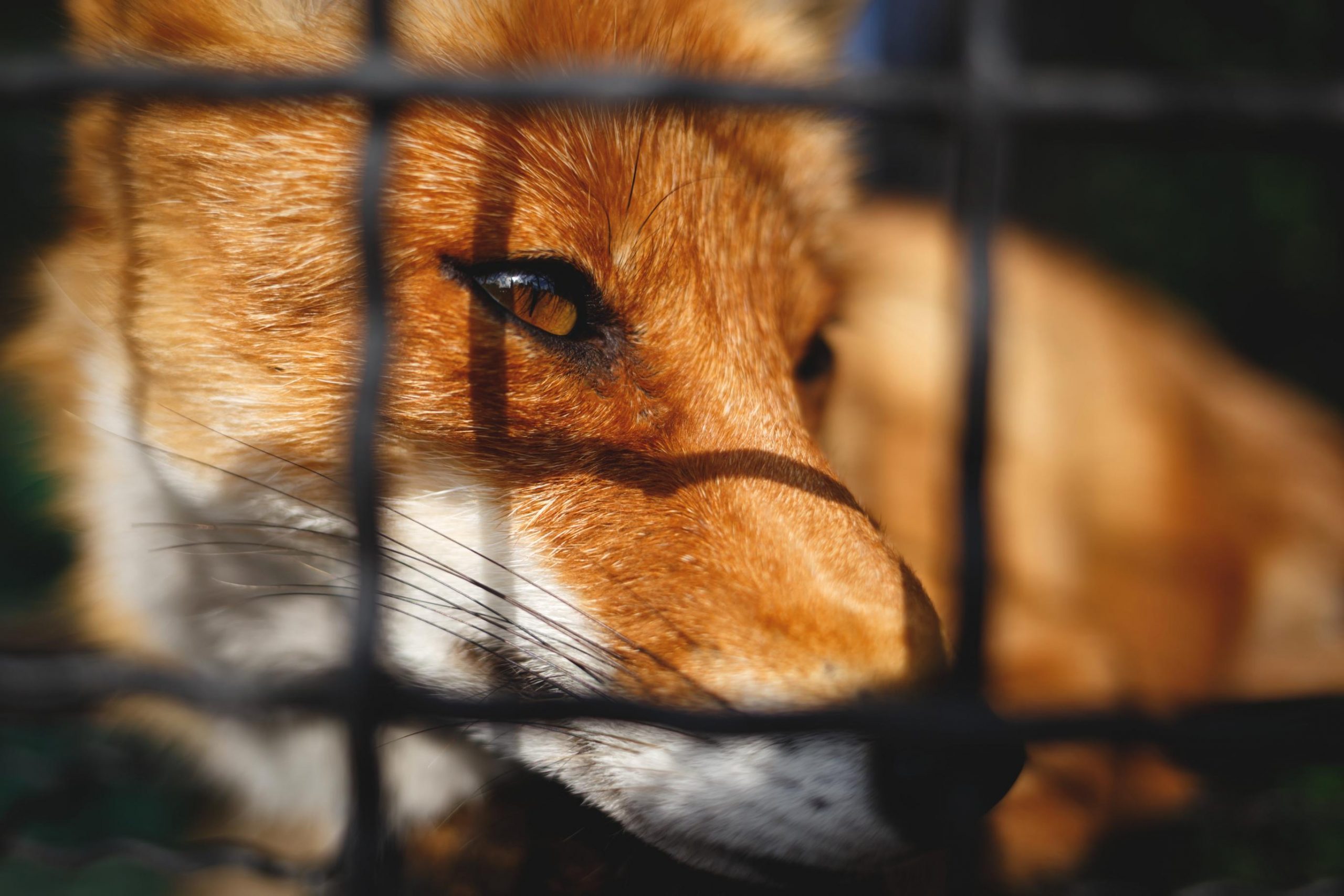 Delitos contra la fauna y flora en España: marco legal y tráfico ilegal de especies